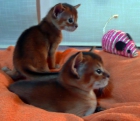 Gatos Abisinios - mejor precio | unprecio.es