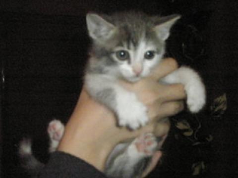 Gatos en adopción de la Asoc. GATA