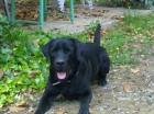 MAGNÍFICO LABRADOR RETRIEVER SE OFRECE PARA MONTA - mejor precio | unprecio.es