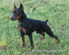 pinscher miniatura vendo o cambio - mejor precio | unprecio.es