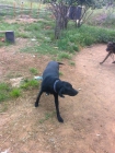 Se regala preciosa perrita labrador - mejor precio | unprecio.es