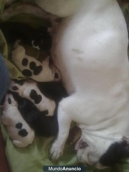 se venden cachorros de bulldog frances