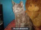 Silver, azul ruso jovencito en adopcion - mejor precio | unprecio.es