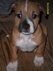 AMERICAN STAFFORSHIRE TERRIER - mejor precio | unprecio.es