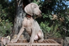 BRACO DE WEIMAR. WEIMARANER - mejor precio | unprecio.es