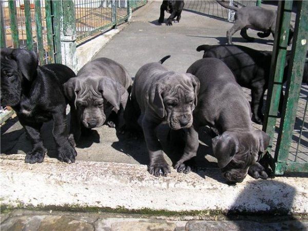 hembra de dogo aleman en coolor negro, cachorros para entregarse