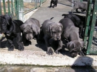hembra de dogo aleman en coolor negro, cachorros para entregarse - mejor precio | unprecio.es