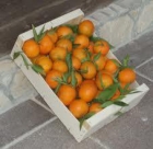mandarinas ecologicas del arbol a su mesa de castellon - mejor precio | unprecio.es