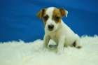 Perritos de Jack Russel Cachorros en Plena Vida Disponibles // www.animalflower.es - mejor precio | unprecio.es