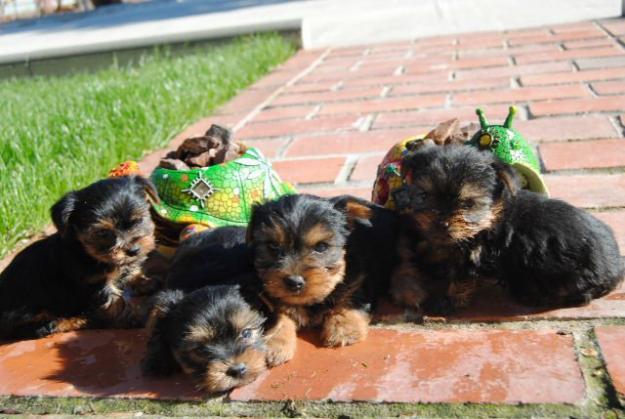 Preciosa camada Yorkshire terrier, muy pequeños.