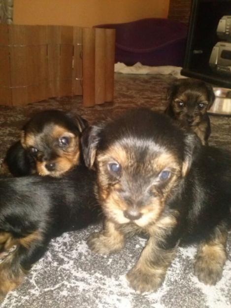 vendo camada de Yorkshire Terrier