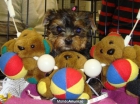 yorkshire terrier minis - mejor precio | unprecio.es