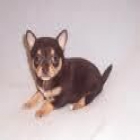 chihuahua  en miniatura-Litterbox capacitado - mejor precio | unprecio.es