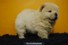 Excelentes cachorros Chow Chow colores blanco o canela - mejor precio | unprecio.es