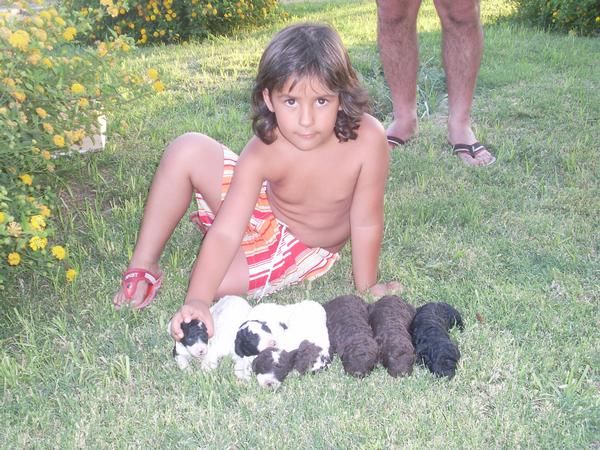 impresionantes cachorros de perro de agua español