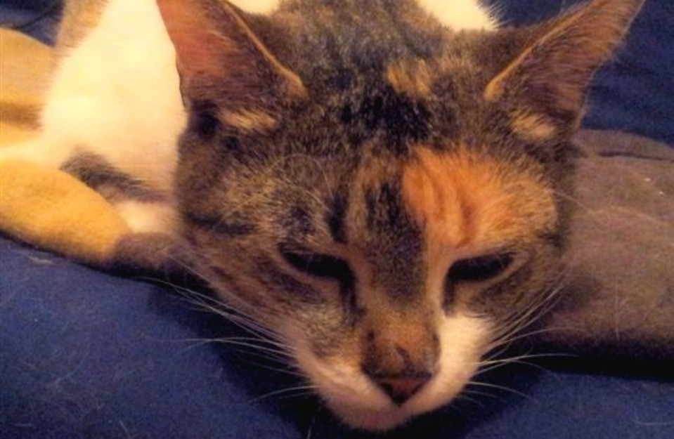 La gata trisha, hembra, tricolor, edad: 2010.- en adopcion