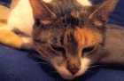 La gata trisha, hembra, tricolor, edad: 2010.- en adopcion - mejor precio | unprecio.es