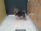 Montar Yorkshire Terrier - mejor precio | unprecio.es