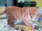 shar pei americanos - mejor precio | unprecio.es