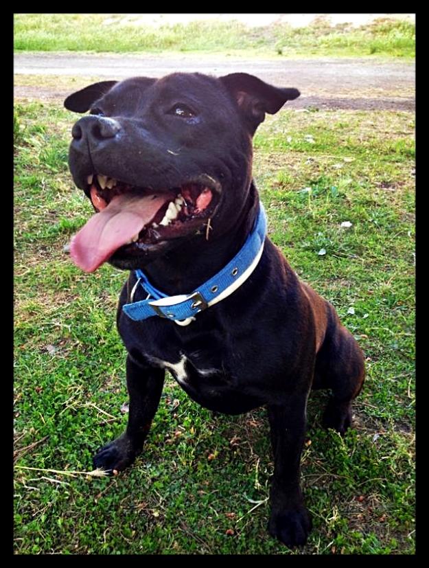 Staffordshire Bull Terrier para montas