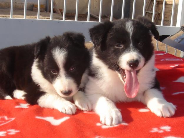 Border Collie