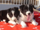 Border Collie - mejor precio | unprecio.es