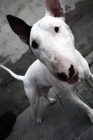 bull terrier para monta - mejor precio | unprecio.es