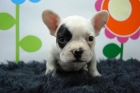 Ejemplar de Bull Dog Frances// Cachorros de Pura Raza [2 meses] - mejor precio | unprecio.es