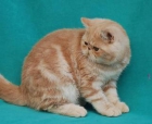 Gatitos Exóticos con Pedigree.Listos para entregar!! - mejor precio | unprecio.es