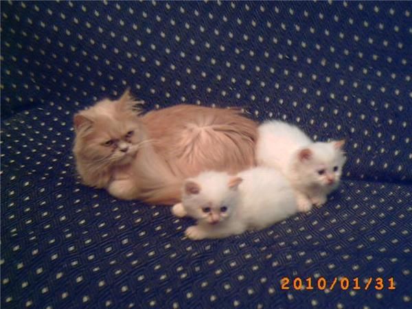 gato persa