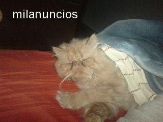 pedazo de persa para montas