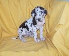 PRECIOSA DOGO ALEMAN ARLEQUIN CON 2 MESES - mejor precio | unprecio.es