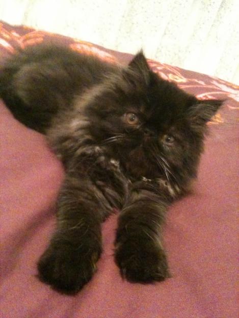 Se vende gato persa autentico - frances