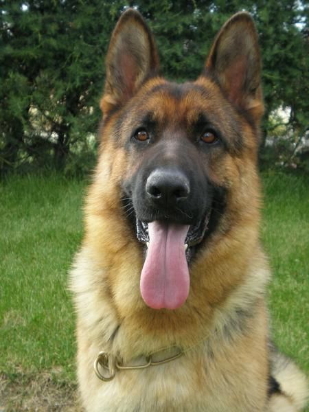 se venden cachorros de pastor aleman
