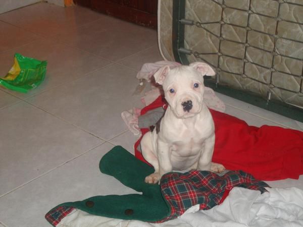 vendo una cachorra de american pitt bull y un macho adulto
