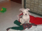 vendo una cachorra de american pitt bull y un macho adulto - mejor precio | unprecio.es