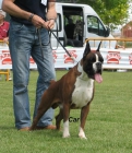 boxer cachorros dorados atigrados y blancos - mejor precio | unprecio.es
