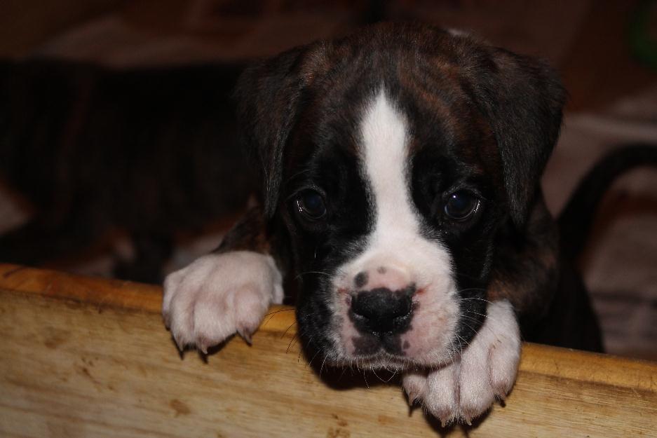 Cachorrita de boxer