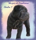 CACHORRITA SHAR PEI LISTA PARA ENTREGAR. GENETICA AZUL Y LILAC - mejor precio | unprecio.es