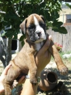 CACHORRITOS BOXER -380 - - mejor precio | unprecio.es