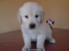 Cachorros de Golden Retriever - mejor precio | unprecio.es