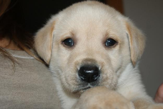 Excelentes cachorros de Labrador retriever con pedigree.