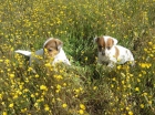 Jacks Russells bicolores cachorros con pedigri. - mejor precio | unprecio.es