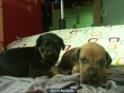 meztisos de rottweiler-pitbul - mejor precio | unprecio.es