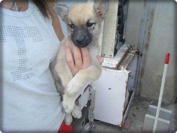 pastor belga malinois / pastor aleman cachorra