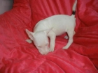 REGALO CACHORRO CRUCE DE BULL TERRIER - mejor precio | unprecio.es