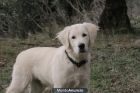 Regalo Golden Retriver - mejor precio | unprecio.es