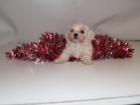 TU BICHON MALTES, MUY BUEN PRECIO - mejor precio | unprecio.es