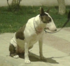 VENDO BULL TERRIER - mejor precio | unprecio.es