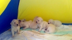 vendo cachorros de golden retriever - mejor precio | unprecio.es